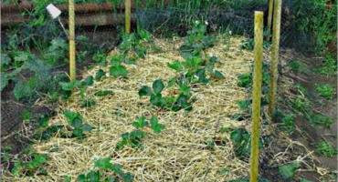 Kdy a jak správně mulčovat jahody, tím lépe